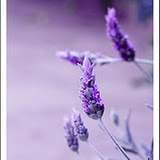 lavanda.jpg lavanda.jpg