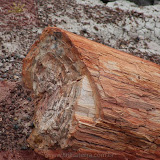 Àrvore petrificada no Deserto Pintado -Petrified Forest National Park - Flagstaff, AZ