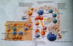 cara kerja sistem kekebalan tubuh