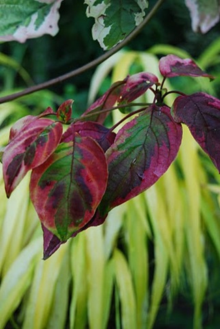 [DSC_0368%255B2%255D.jpg]