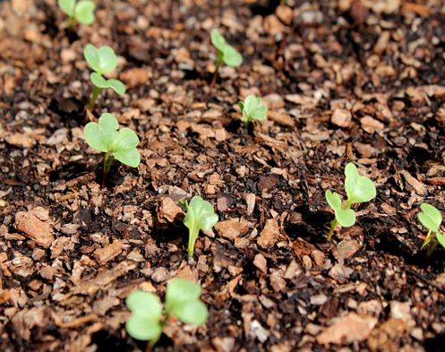 sprouting radishes