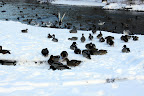 Plenty of ducks and other birds at Washington Park.