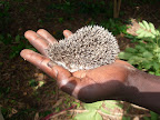 Oduku (small porcupine)