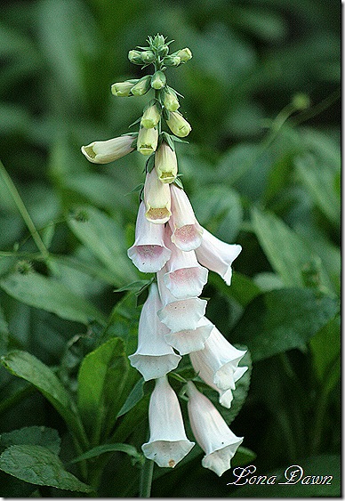 Foxglove2