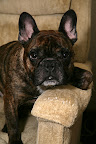 Basil- The fifth 4 legged pooch parented by The Wallaces over their 35 years of marriage. Basil and his humans give a big shout out for the support they've gotten from the GSquad and DWag crew. Basil- The fifth 4 legged pooch parented by The Wallaces over their 35 years of marriage. Basil and his humans give a big shout out for the support they've gotten from the GSquad and DWag crew.