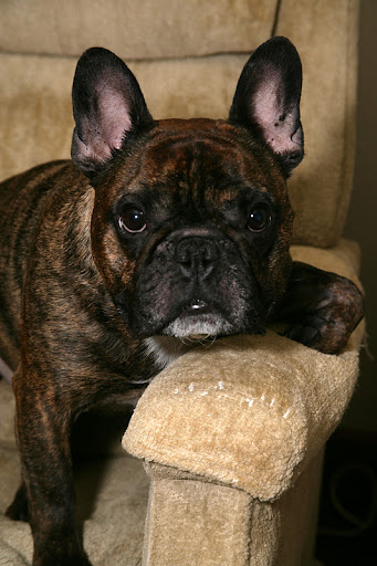 Basil- The fifth 4 legged pooch parented by The Wallaces over their 35 years of marriage. Basil and his humans give a big shout out for the support they've gotten from the GSquad and DWag crew. Basil- The fifth 4 legged pooch parented by The Wallaces over their 35 years of marriage. Basil and his humans give a big shout out for the support they've gotten from the GSquad and DWag crew.