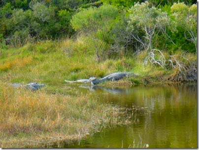 Wildlife-Refuge-1