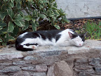 A sleeping cat