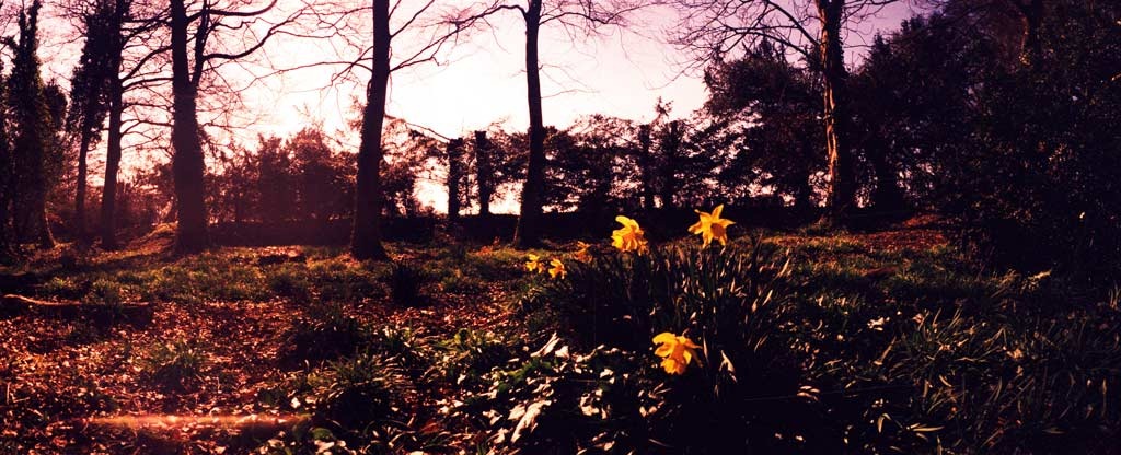 [Daffodils-2---XPRO%255B19%255D.jpg]