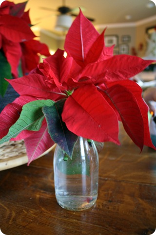 searing poinsettia stems