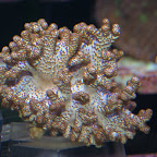 DSC_2153.jpg