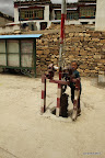 Boy opening the gate