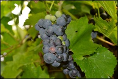 grapes