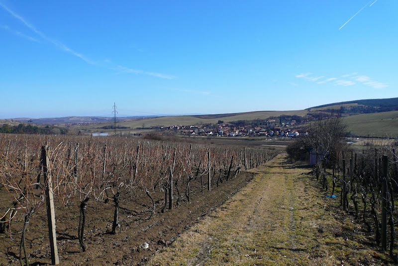 P1100069.JPG Photo