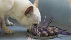 Do You Know How To Plant Potatoes?