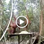 Fütterung bei der 1. Station