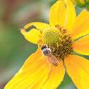 European Honey Bee