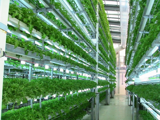 [view-of-hydroponics-rgs-machines%255B8%255D.jpg]