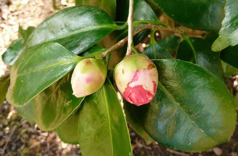 [bud%255B4%255D.jpg]