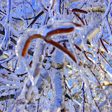 2011_Photo contest
