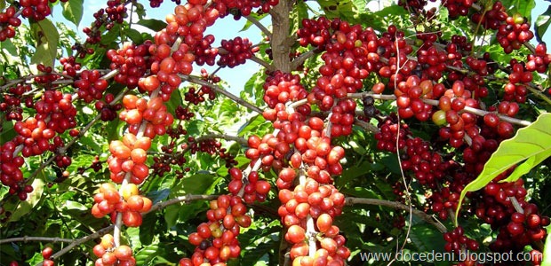 [conilon2%255B8%255D.jpg]