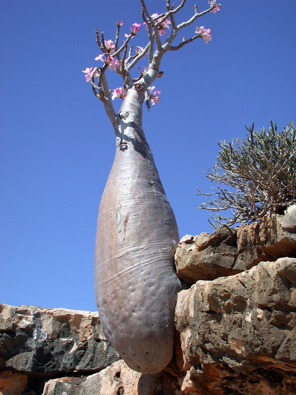 جزيرة سوقطره عندما تكشف الطبيعة عن جمالها Socotra-5%25255B3%25255D