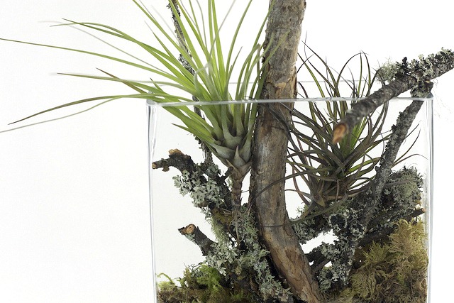 [GPF-Terrarium11-garden-party-flowers%255B1%255D.jpg]