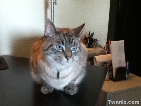 Fat Cat - Internet is full of cats