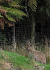 Wallaby!