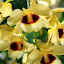 Orchid At The Garden of the Sleeping Giant - Port Denarau, Fiji