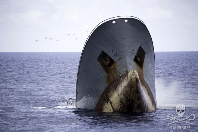 The notorious poaching vessel, the 'Thunder' sinks, bow-up, under suspicious circumstances. Photo: Simon Ager / SSCS