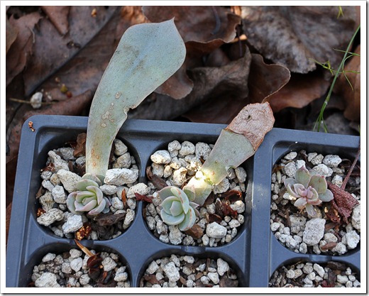 120202_Echeveria-Azure-Blue2