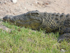Chobe Nationalpark