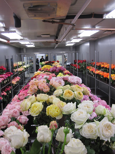 The entire store is a walk-in refrigerator and has hundreds of varieties of roses. The entire store is a walk-in refrigerator and has hundreds of varieties of roses.