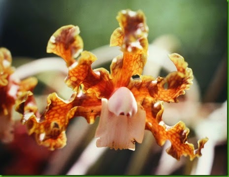 OR Schomburgkia_crispa OR Schomburgkia_crispa