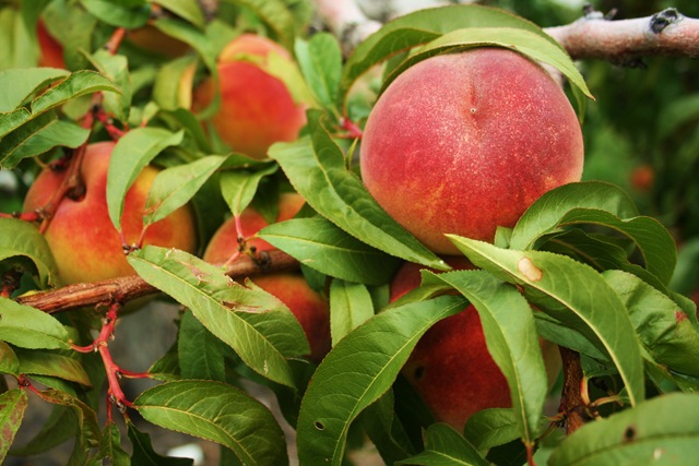 Peaches in Peachland