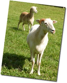 goats