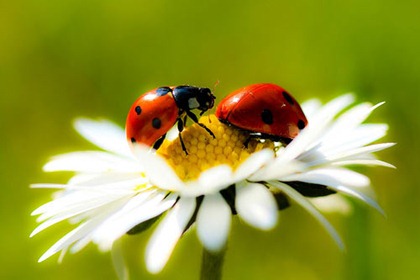 insects_iau743erd