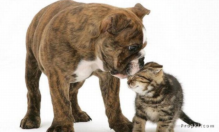 Unusual Friendships: Friendship is one mind in two bodies by Mencius