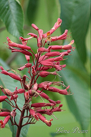 [DA_Aesculus_splendens_pavia_RedBuckeye3%255B7%255D.jpg]
