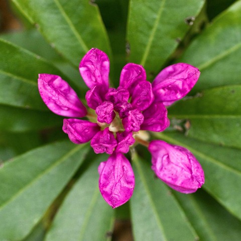 Rhododendron-3