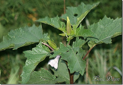 Jimson_Weed Jimson_Weed