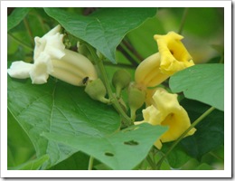 Bignoniaceae. Foto: M. Eiterer