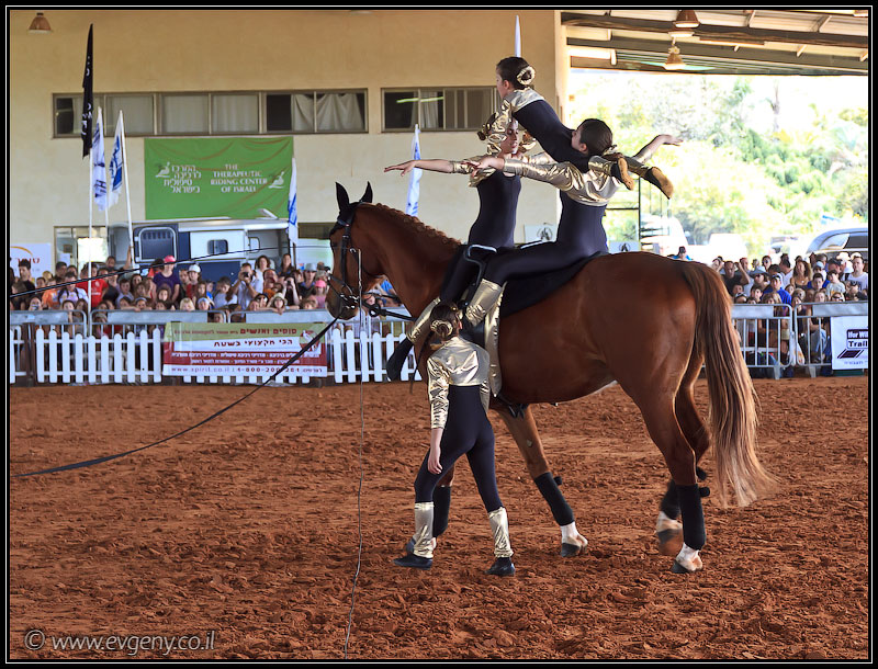 il/Фото: Stallion Show 2011 (20110416 stllion show 027 2059)