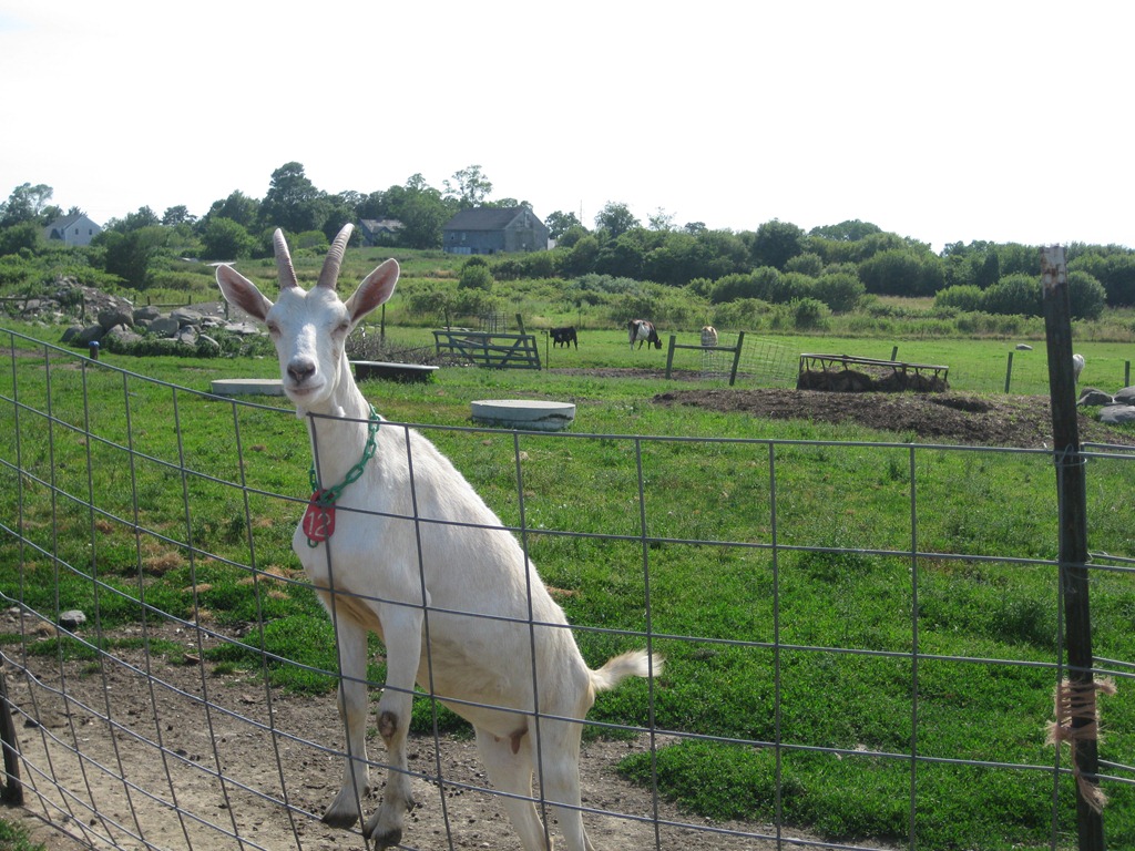 [2012.06.24%25204-Petting%2520Zoo%2520%252841%2529%255B4%255D.jpg]