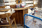 Hi there!  Say, Francesca and I know mostly about canaries, as that's the type of bird we live with at home.  Could you give us an introduction to some of the beautiful birds here in the store?