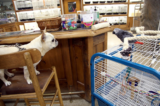 Hi there!  Say, Francesca and I know mostly about canaries, as that's the type of bird we live with at home.  Could you give us an introduction to some of the beautiful birds here in the store?