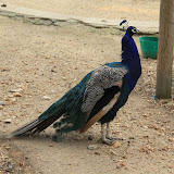 IMG_2812.JPG