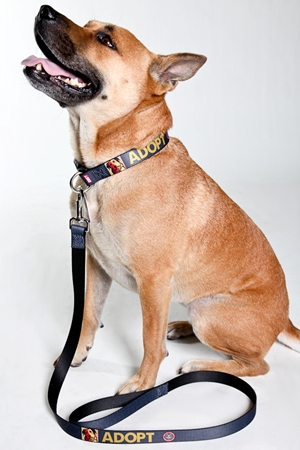 The collar and leash allow Molly here to do some advocacy of her very own! 
The web address is right there in the art so when people ask how to go about adopting an animal (including cats, bunnies and more) your pooch can provide them with a free way to see over 100,000 animals needing homes nationally at Adopt-a-Pet.com!
