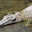 Crocodile at Hartleys - Port Douglas, Australia